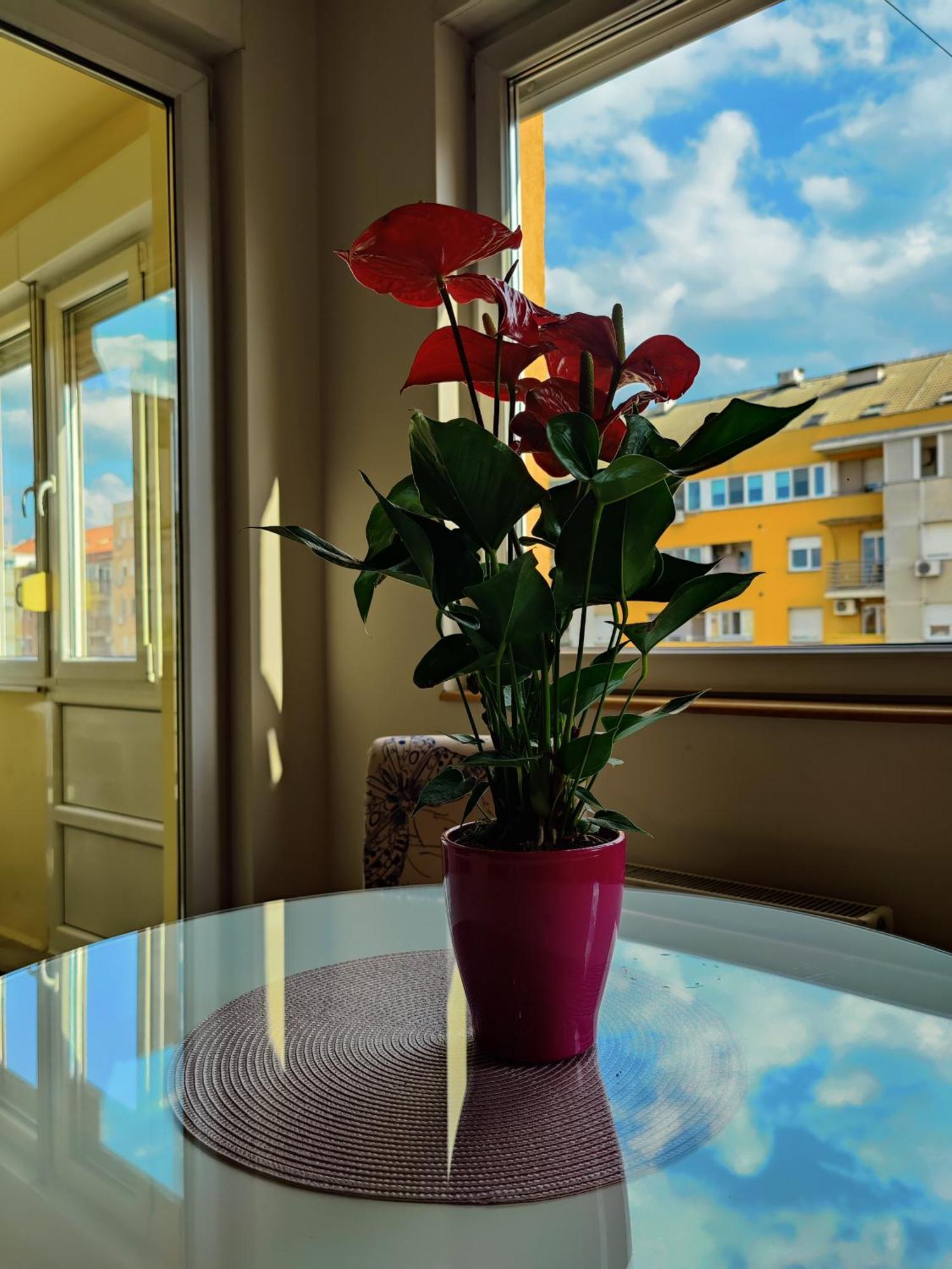 Maja Apartment Novi Sad Dış mekan fotoğraf